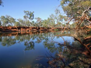 Cattle Pool