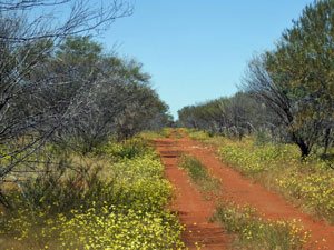 Wildflowers in season